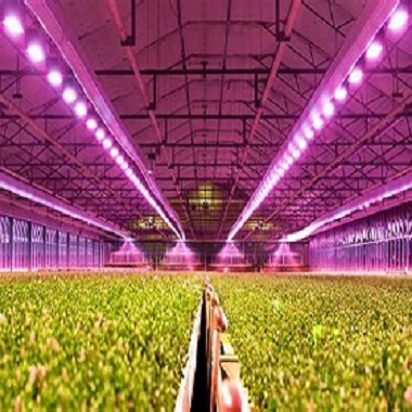 海南农业照明应用案例-农作物产量